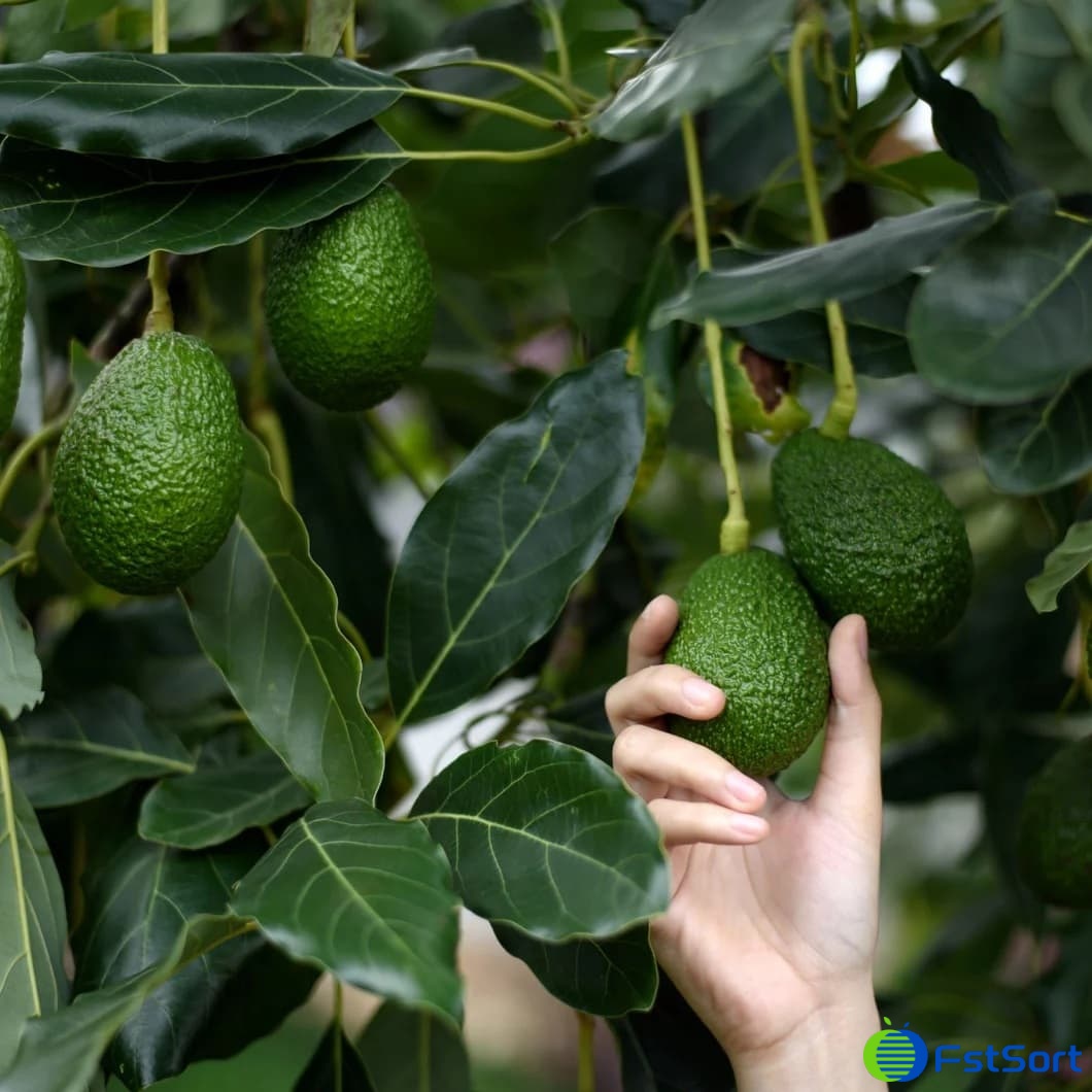 images/1729150348028Avocado Hass.jpg